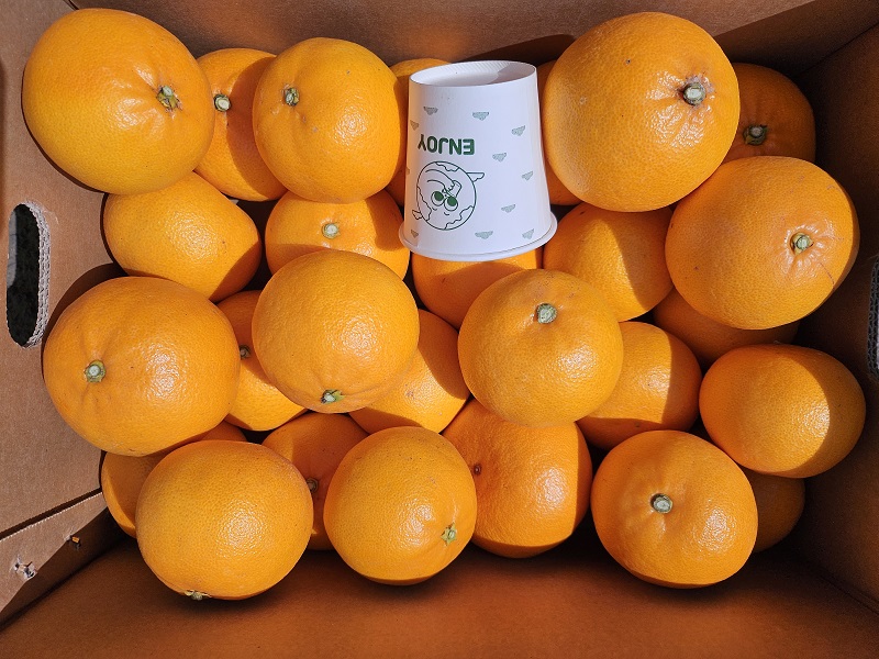 제주 천혜향 혼합과