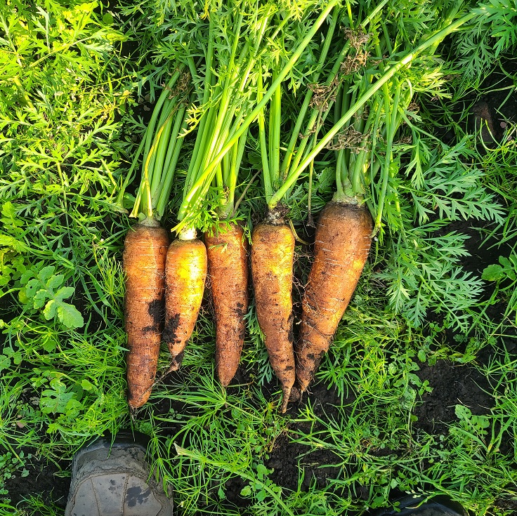 제주 유기농 흙당근 특/상/중 혼합