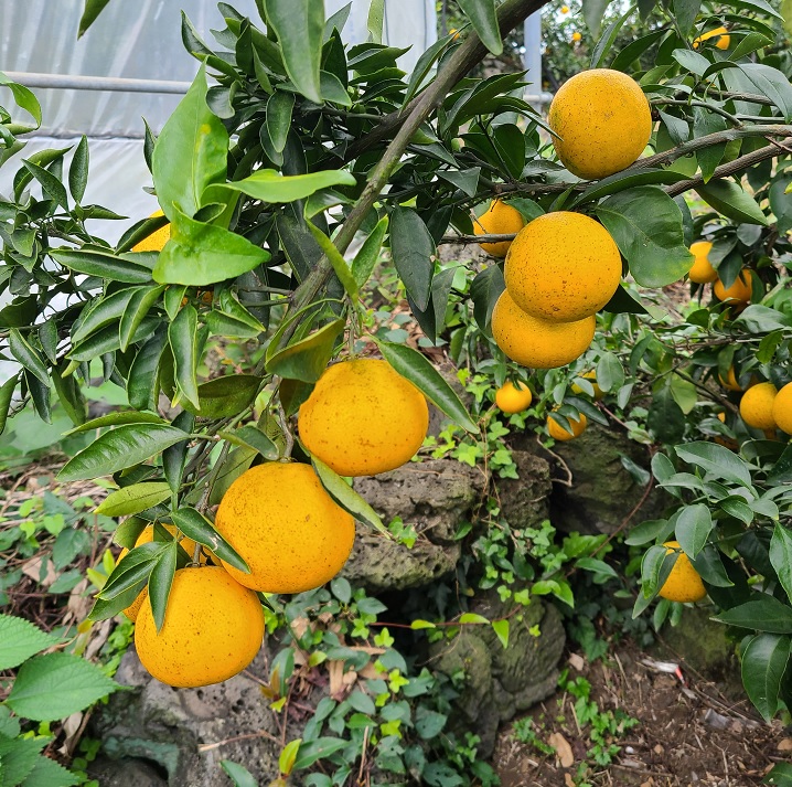 노지 무농약 황금향 중,소,꼬마과 혼합