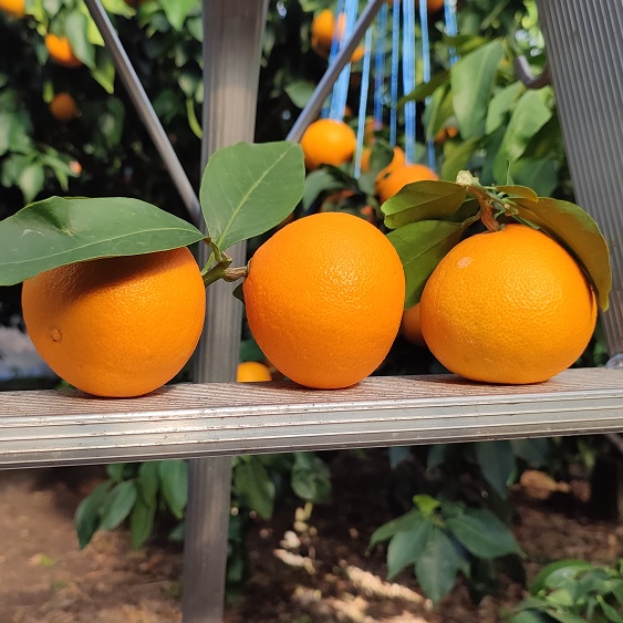 하우스 무농약 황금향 대중소과 혼합