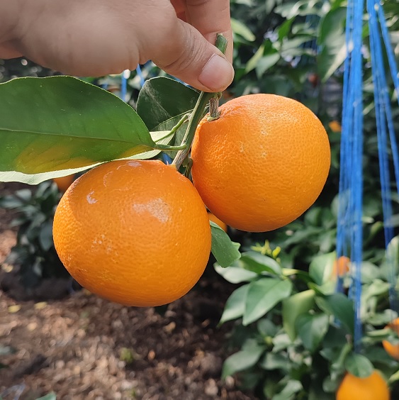 하우스 무농약 황금향 대중소과 혼합