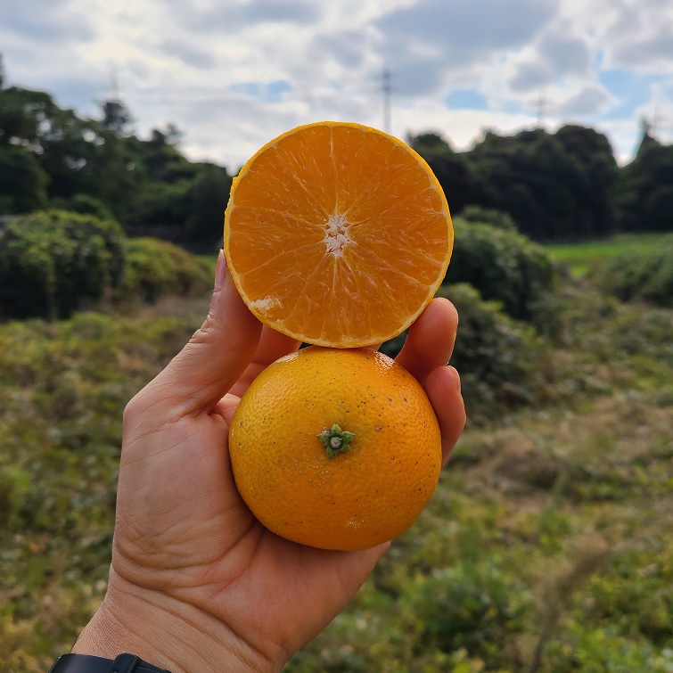 하우스 무농약 황금향 대중소과 혼합