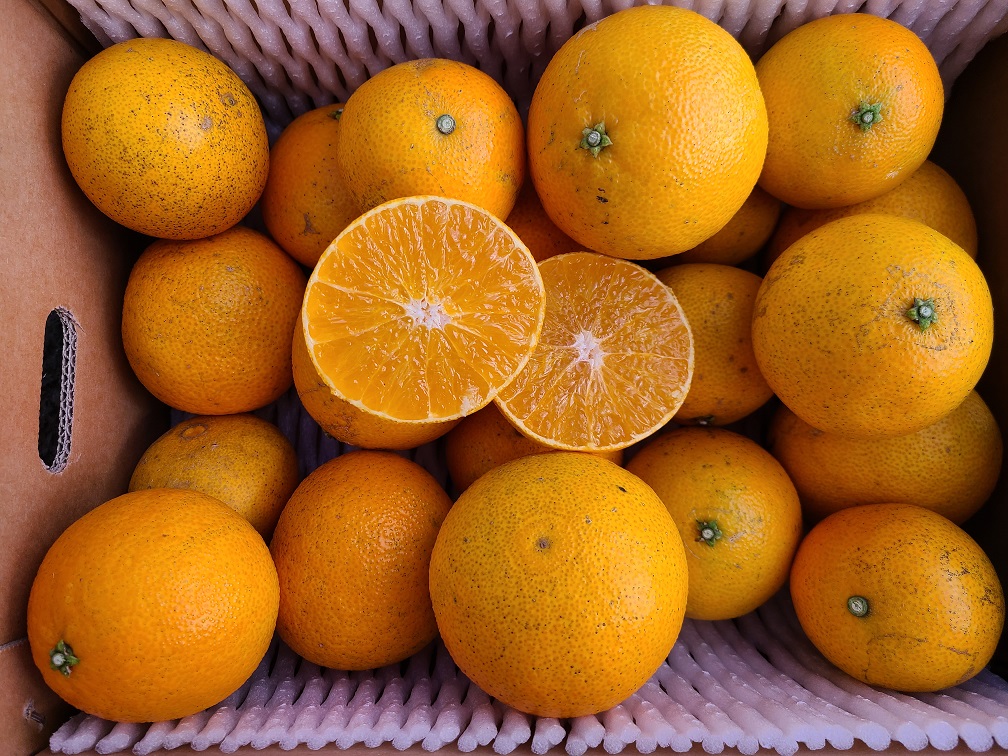 하우스 무농약 황금향 대중소과 혼합