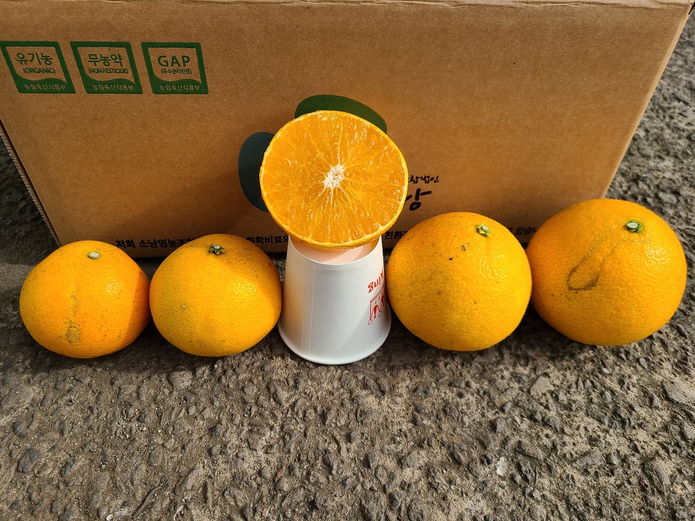 하우스 무농약 황금향 대중소과 혼합