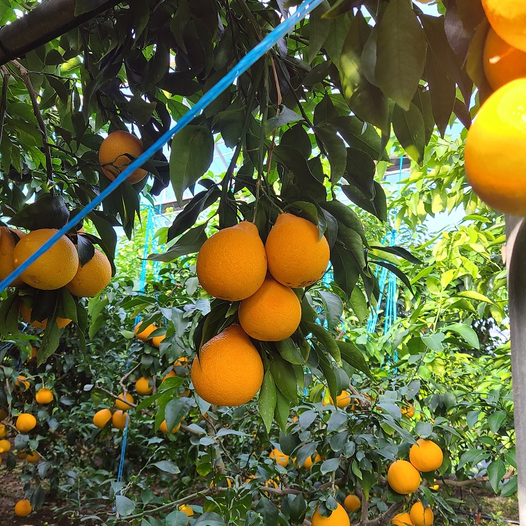 하우스 무농약 황금향 대중소과 혼합