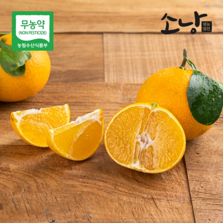 노지 무농약 황금향 중,소,꼬마과 혼합