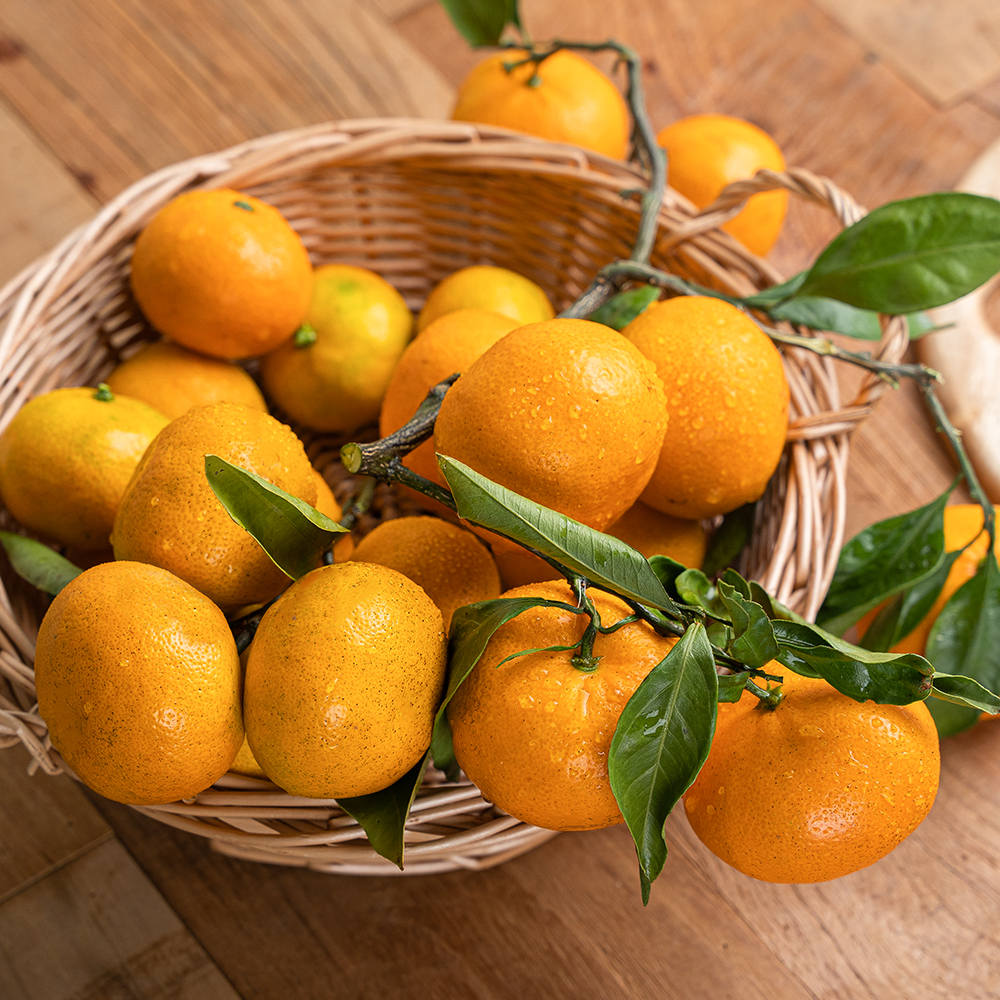 제주 무농약 노지 감귤, 달콤한 이시지 감귤