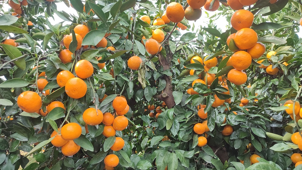 제주 무농약 노지 감귤, 달콤한 이시지 감귤