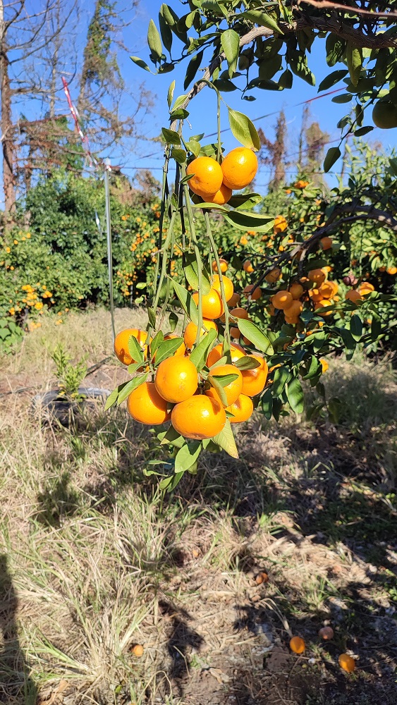 제주 무농약 노지 감귤, 달콤한 이시지 감귤