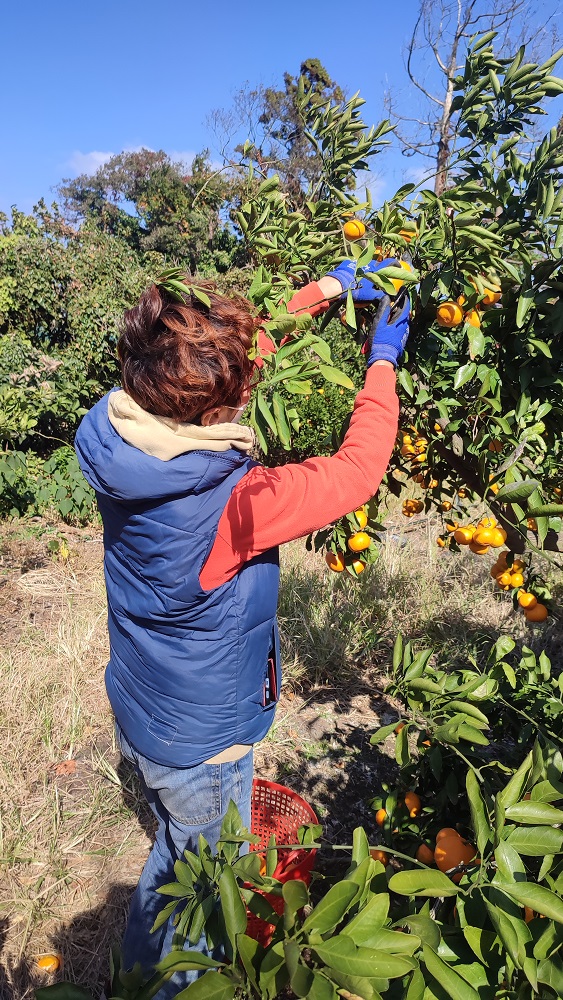 제주 무농약 노지 감귤, 달콤한 이시지 감귤