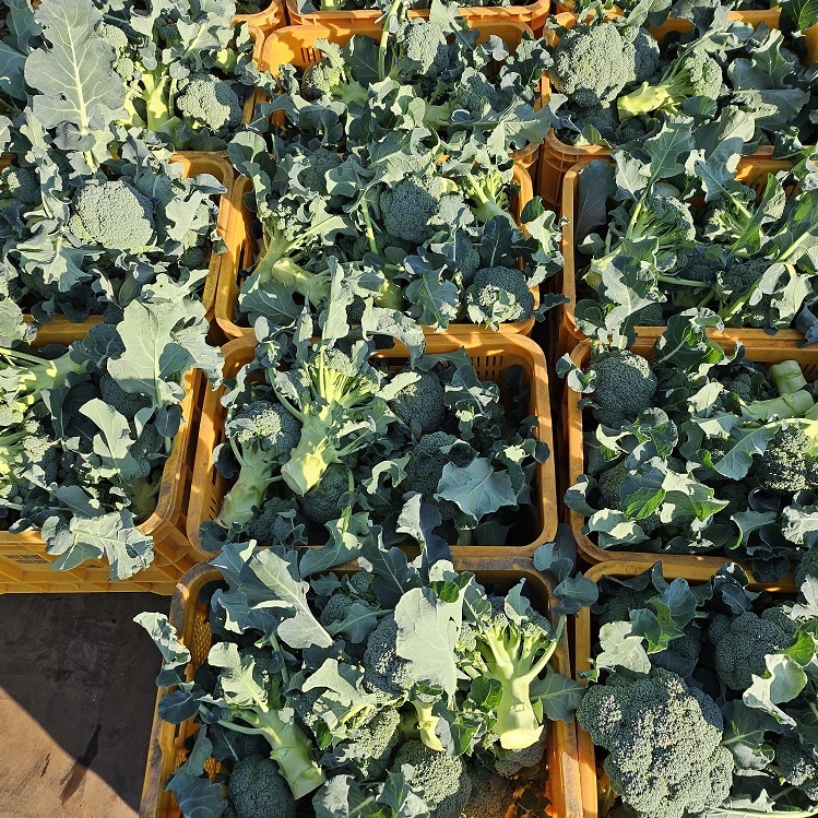 제주 유기농 브로콜리 2Kg, 3Kg + 친환경 채소 꾸러미