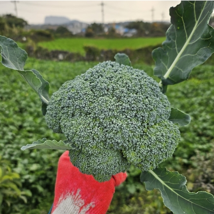 제주 유기농 브로콜리 2Kg, 3Kg + 친환경 채소 꾸러미