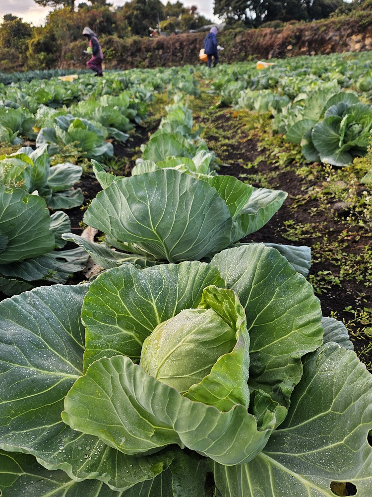 제주 유기농 양배추 3Kg, 5Kg + 친환경 채소 꾸러미