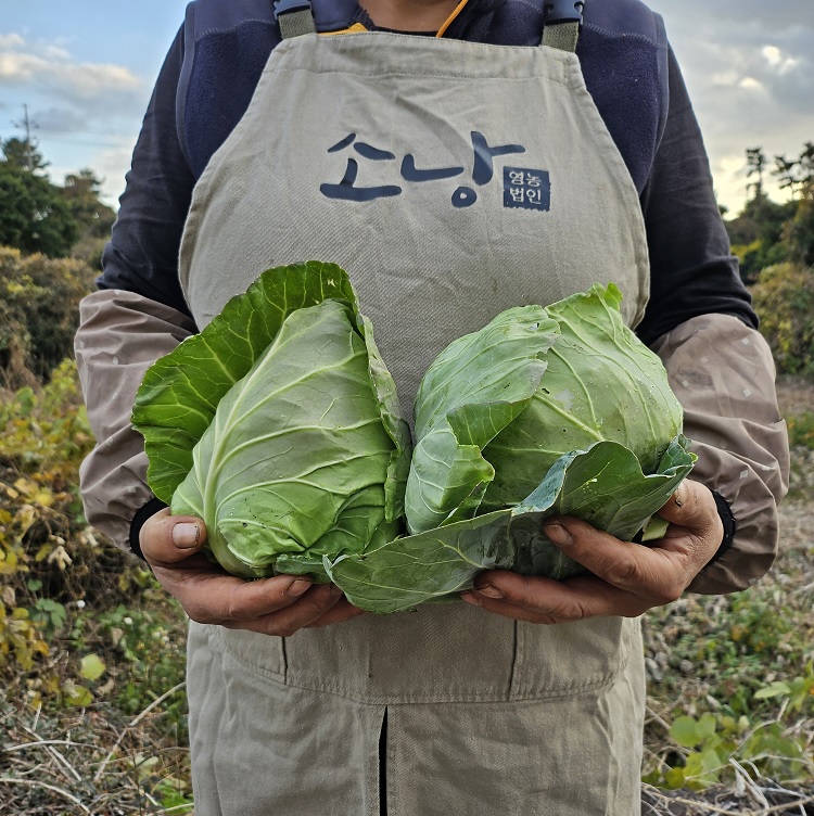 제주 유기농 양배추 3Kg, 5Kg + 친환경 채소 꾸러미