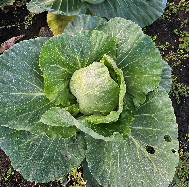 제주 유기농 양배추 3Kg, 5Kg + 친환경 채소 꾸러미