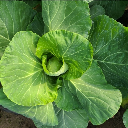 제주 유기농 양배추 3Kg, 5Kg + 친환경 채소 꾸러미