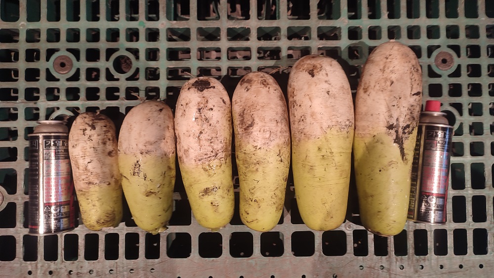 제주 무농약 월동무 5Kg, 10Kg