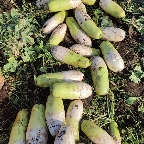 제주 무농약 월동무 5Kg, 10Kg