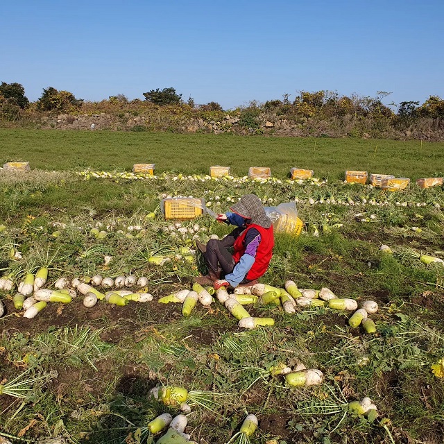 제주 무농약 월동무 5Kg, 10Kg