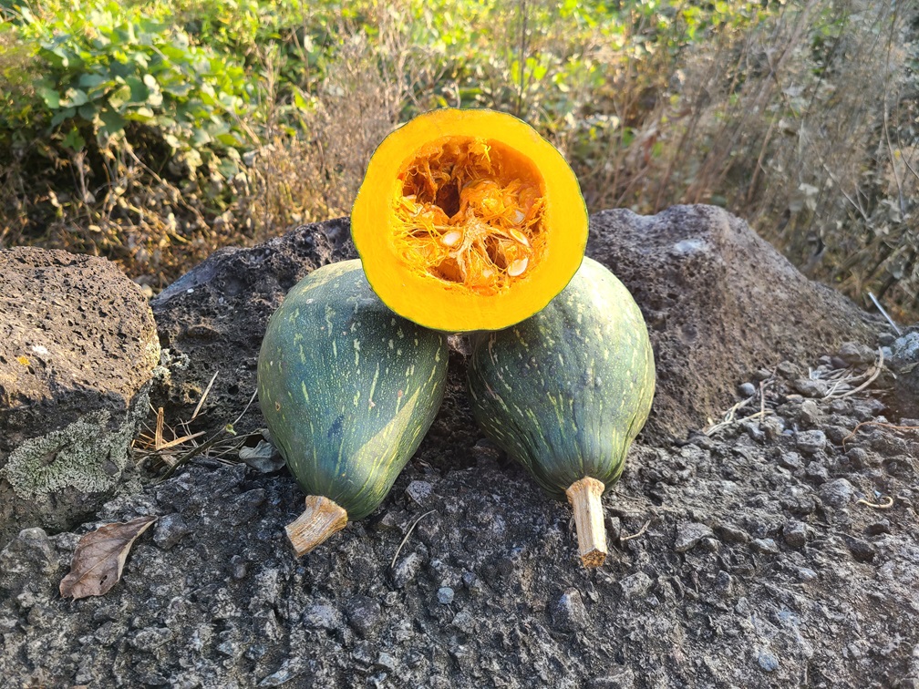 제주 유기농 만차랑 단호박