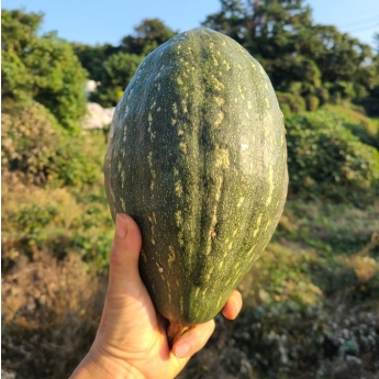 제주 유기농 만차랑 단호박