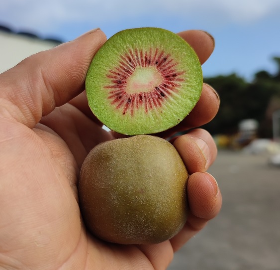 제주 레드키위 중대과 혼합 3Kg, 5Kg