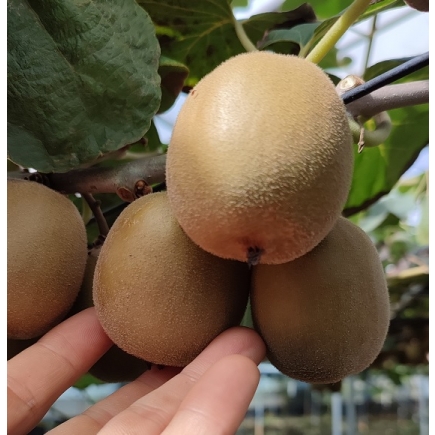 제주 레드키위 중대과 혼합 3Kg, 5Kg