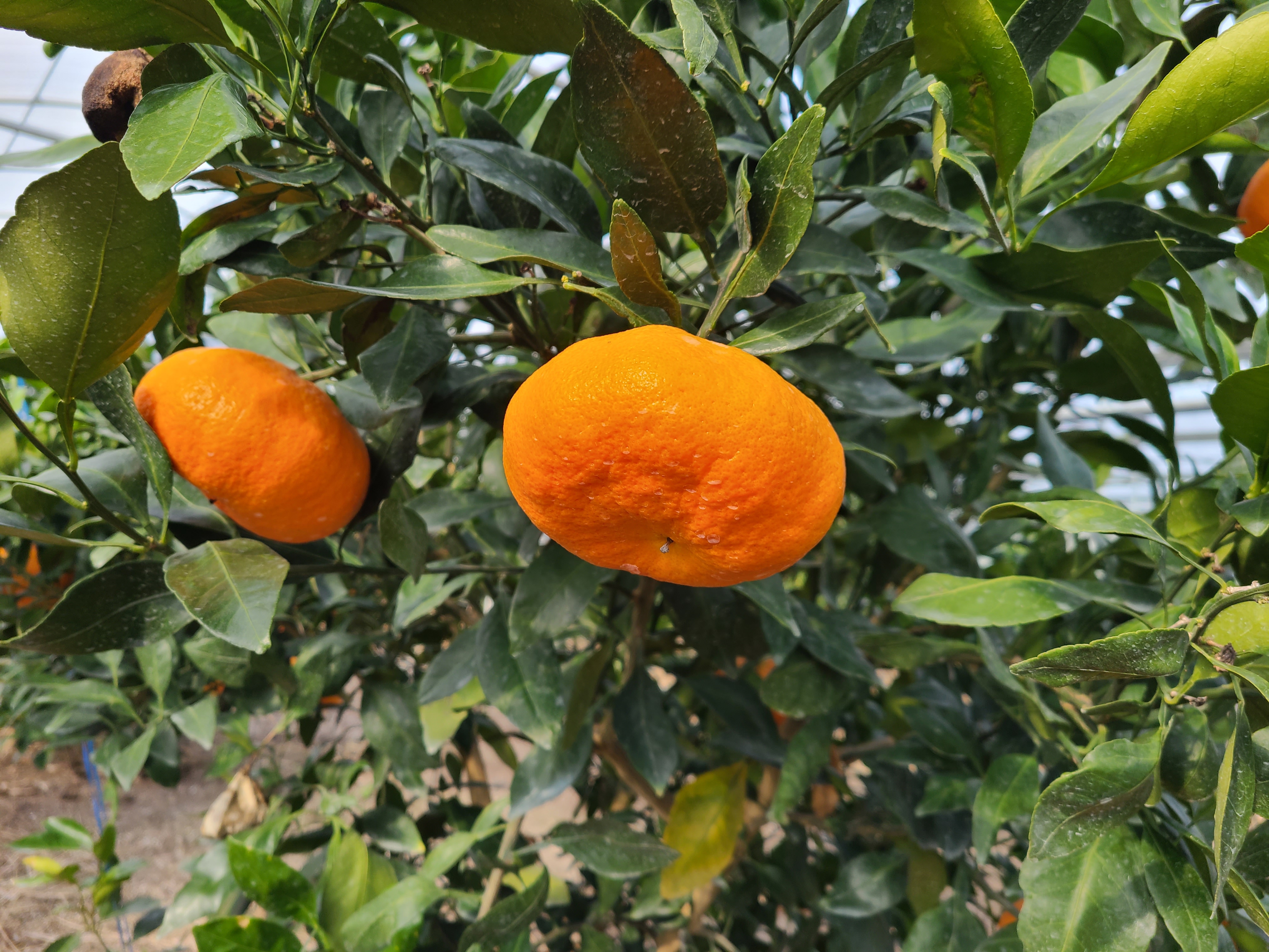 달콤한 고당도 무농약 한라봉 및 레드향 선물세트 및 가정용 벌크포장