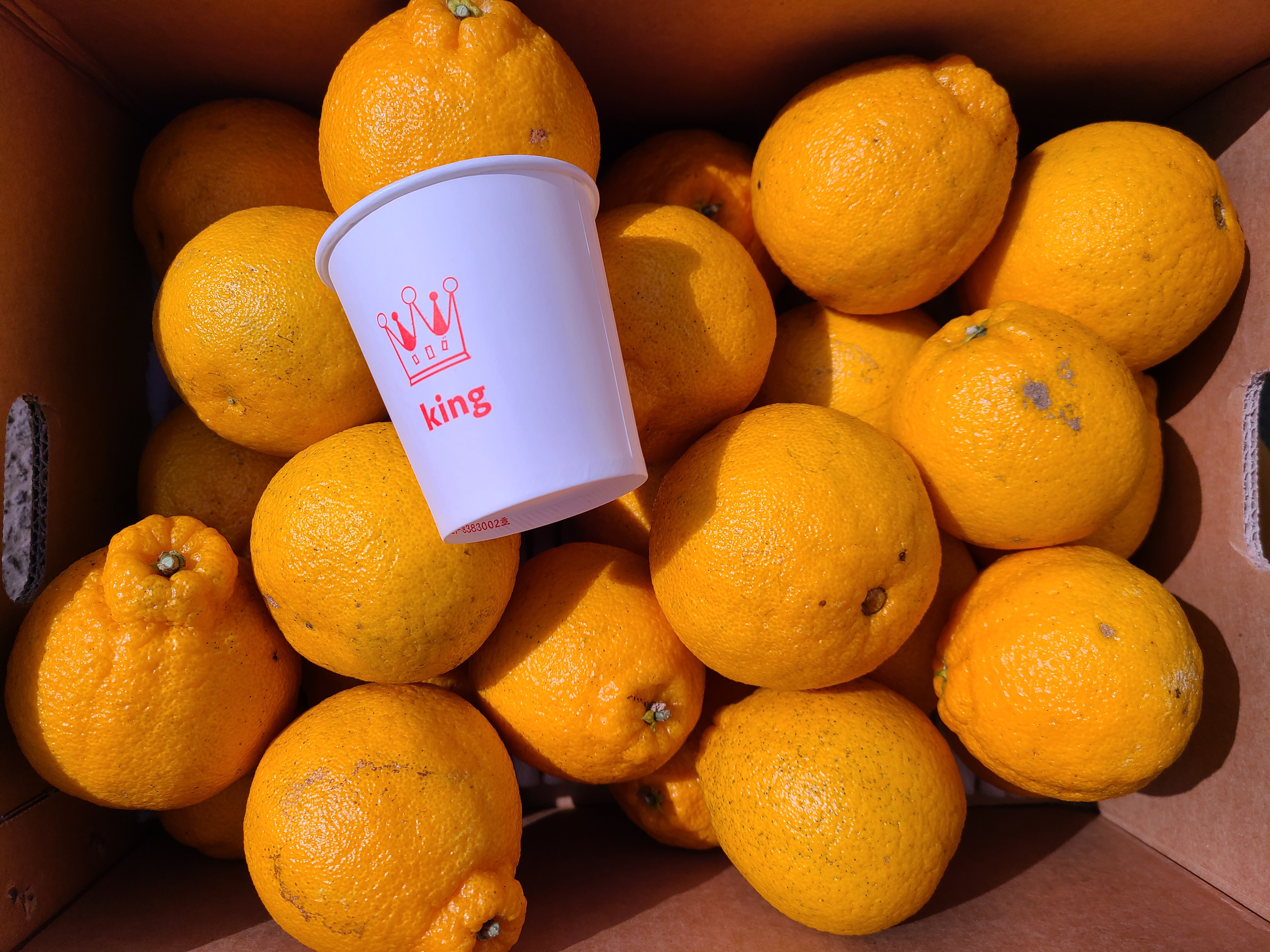 달콤한 고당도 무농약 한라봉 및 레드향 선물세트 및 가정용 벌크포장