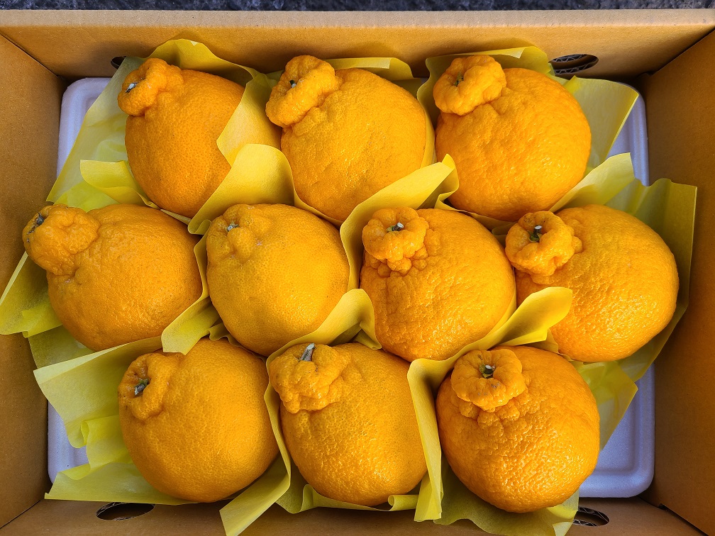 달콤한 고당도 무농약 한라봉 및 레드향 선물세트 및 가정용 벌크포장