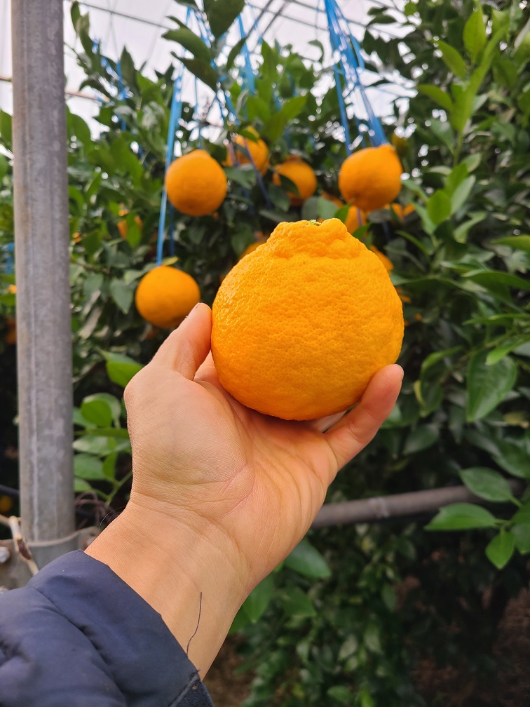 달콤한 고당도 무농약 한라봉 및 레드향 선물세트 및 가정용 벌크포장