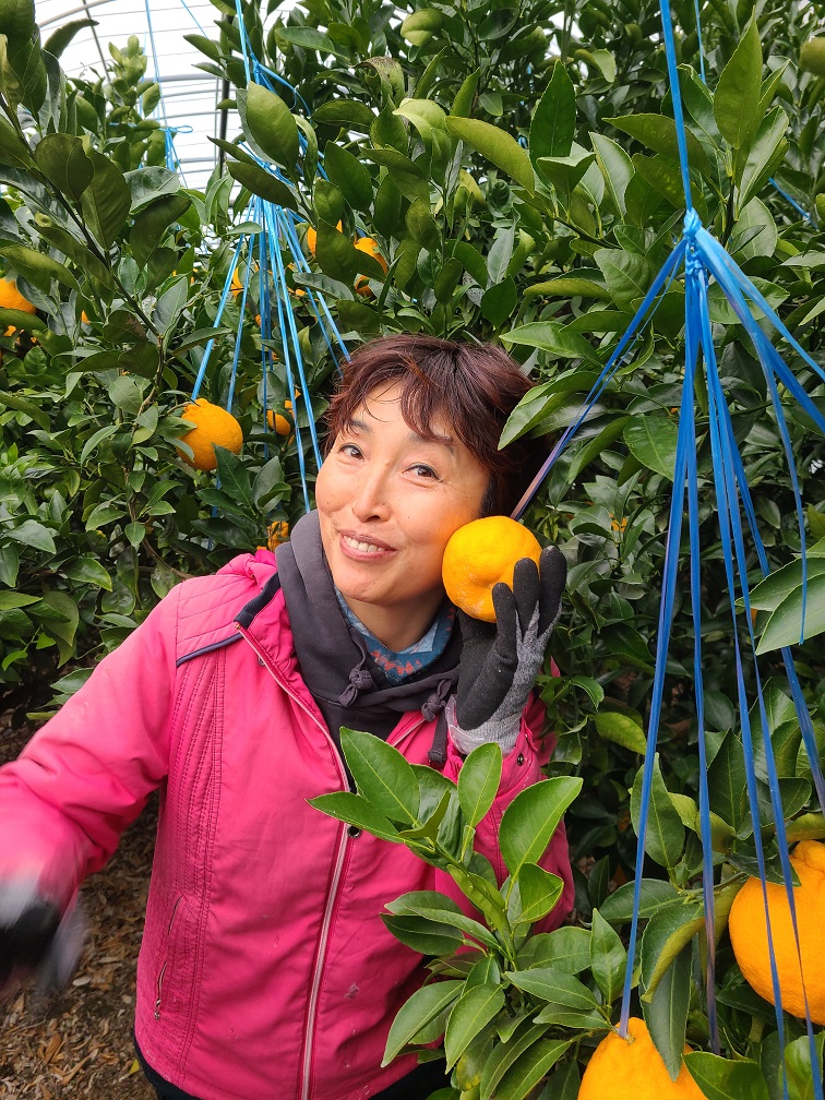 달콤한 고당도 무농약 한라봉 및 레드향 선물세트 및 가정용 벌크포장