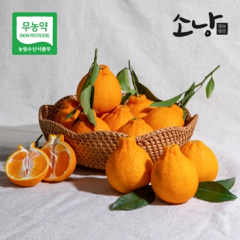 달콤한 고당도 무농약 한라봉 및 레드향 선물세트 및 가정용 벌크포장