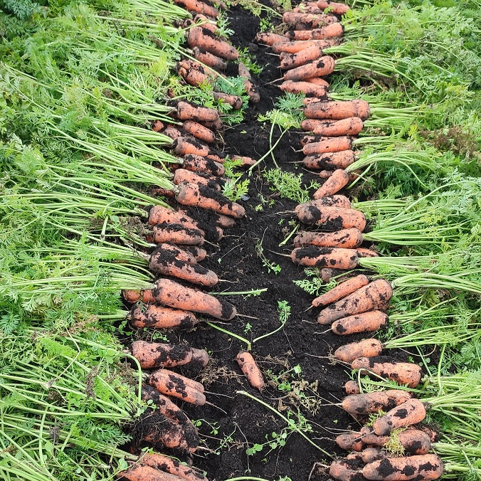 제주 유기농 당근 즙용 5Kg, 10Kg