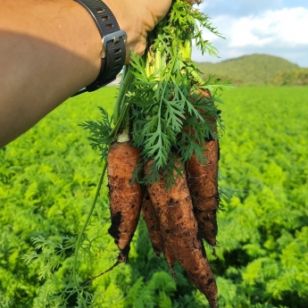 제주 유기농 당근 즙용 5Kg, 10Kg
