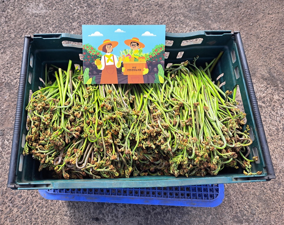 제주 26년 자연산 건 고사리