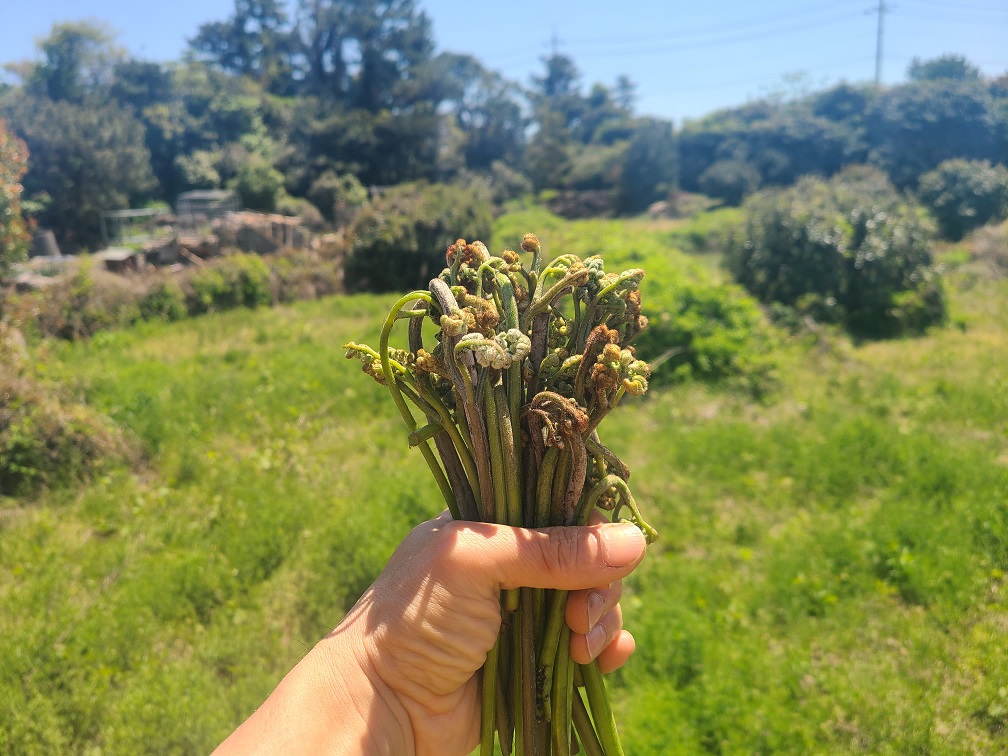 제주 26년 자연산 건 고사리