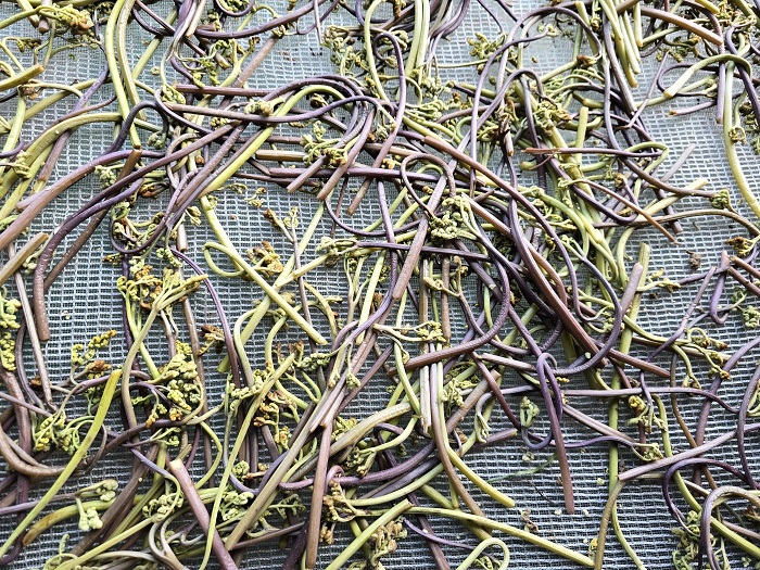 제주 26년 자연산 건 고사리