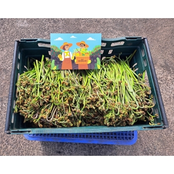 제주 26년 자연산 건 고사리
